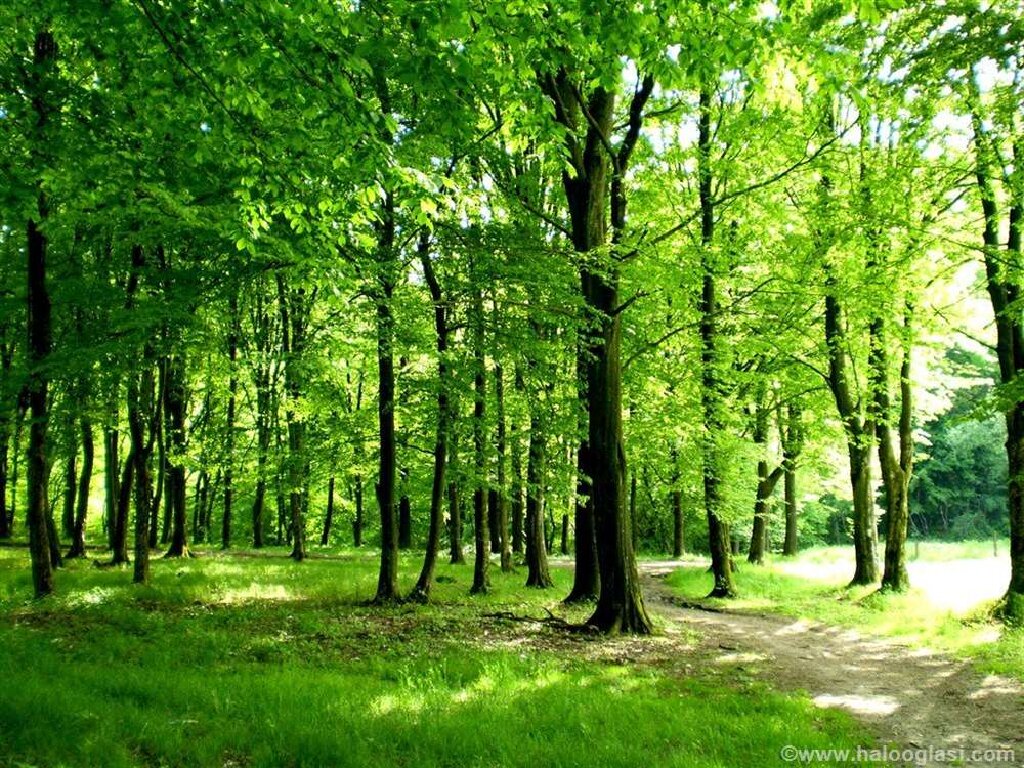 Šume