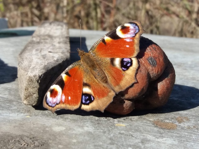 Lepote prirode